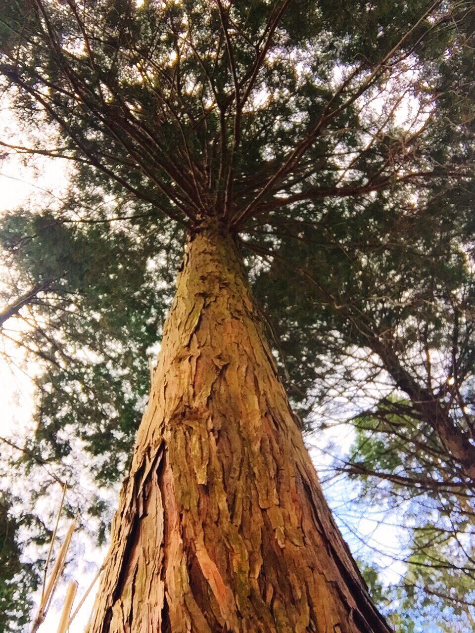 THE FRAGRANCE OF HINOKI